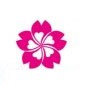 青岛樱花国际日语